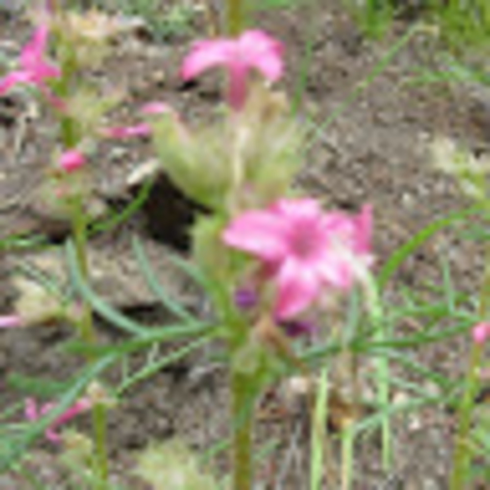 Meet your Posher, Ilyse